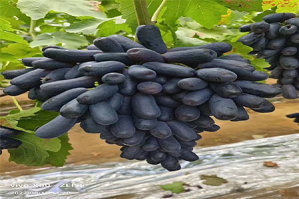 果樹苗的低溫暗光促眠技術(shù)