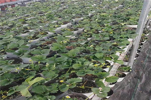 草莓苗的種植方法及管理